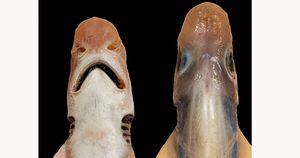 Tubarão sem dentes e sem pele é descoberto no Mediterrâneo