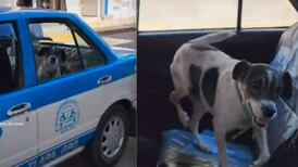 El perrito más independiente y aventurero: Regresó a su casa en taxi