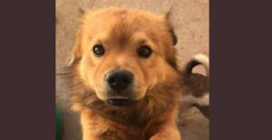 Pet shop perde cão no DF e tutora faz apelo para encontrá-lo