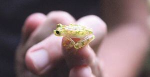 La “rana de cristal”, casi extinta, reaparece en Bolivia después de casi 20 años