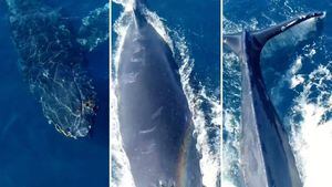 Vídeo espetacular registra mergulho de baleia-jubarte gigante em alto mar