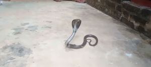 Vídeo mostra pai encontrando cobra venenosa na cama do filho