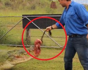 Vídeo mostra atitude brutal de crocodilo ao ser alimentado; homem quase teve braço mordido