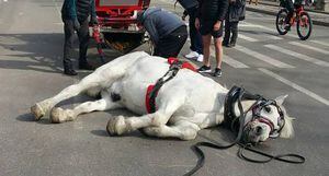EUA: Cavalo desaba ao puxar carruagem e morre horas depois