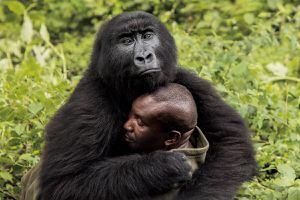 Gorila que posaba para 'selfies' en dos patas muere en brazos del hombre que la rescató de bebé
