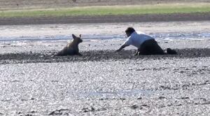 Vídeo registra momento dramático em que homem resgata cachorro preso na lama e cercado por urubus