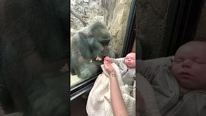 VÍDEO: Mãe gorila fica “encantada” com bebê humano e comove a internet