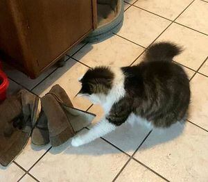 Dona faz vídeo de gato brincando com sapato e é surpreendida por animal intruso