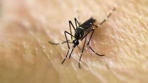 Liberarán 750 millones de mosquitos genéticamente modificados para frenar el Aedes aegypti
