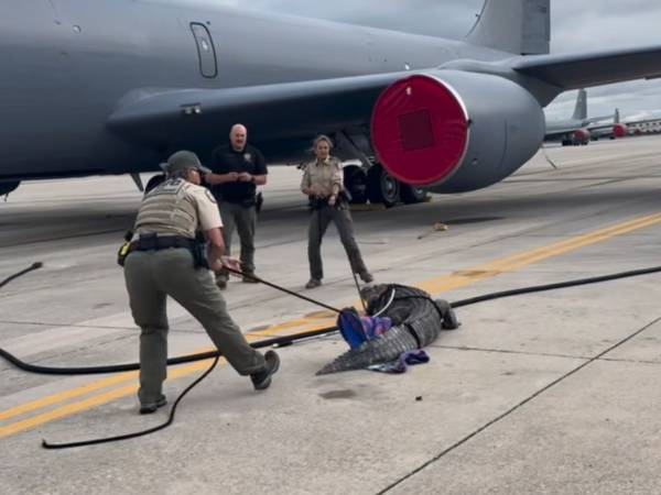 Autoridades cazan a un cocodrilo gigante en una base aérea militar en Florida