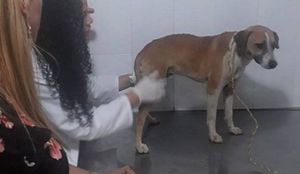 Caso de perro callejero que fue herido con un cuchillo genera indignación