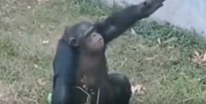 Vídeo de chimpanzé fumando em zoológico se torna viral e levanta debates nas redes sociais