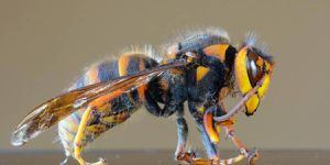 Autoridades descartam que vespas assassinas que causam pânico nos Estados Unidos já estariam na America do Sul