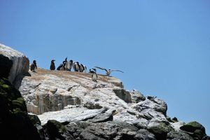 Gerente de Andes Iron por los pingüinos de Humboldt: con o sin Dominga “esta especie va a desaparecer”