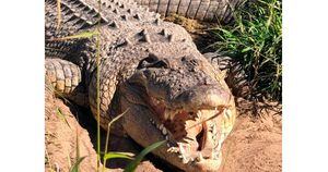 Vídeo: King Buka, um dos maiores crocodilos do mundo, morre aos 90 anos