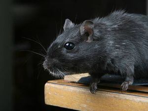 ¿Adiós raza humana? Dos personas han sido diagnosticadas con la peste negra