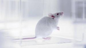 Sólo pasa en Chile: animalistas fueron a liberar ratones de laboratorio y lo único que lograron fue que los roedores murieran