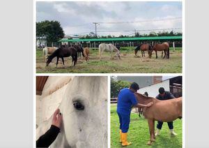 ¿Le gustaría adoptar un caballo liberado del maltrato en Bogotá?