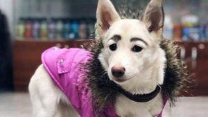 Cadela rejeitada por sobrancelhas incomuns é adotada graças às redes sociais