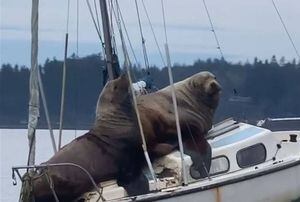 Leões-marinhos são flagrados invadindo barco e vídeo se torna viral