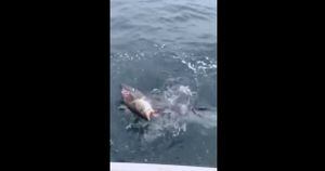 Vídeo impactante mostra tubarão atacando peixe capturado por pescador