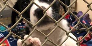 La difícil medida de los refugios de mascotas por el huracán Florence