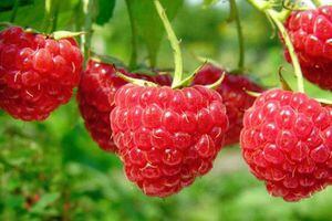 Conoce las 10 frutas con menos contenido de carbohidratos