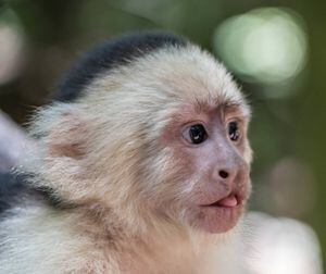 Los monos tienen mayor flexibilidad cognitiva que los humanos