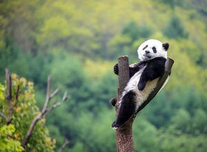 China: Captan por primera vez un panda gigante albino