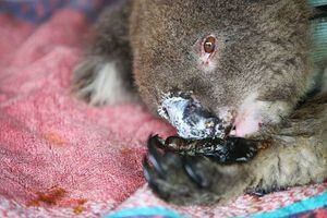 Incendios en Australia: los koalas han disminuido en un 99%