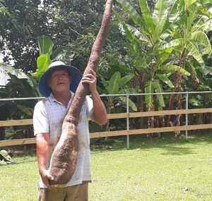 Agricultor de Moca cosecha una yuca gigante de 35 libras
