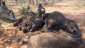 La matanza que que dejó decenas de elefantes muertos en Botsuana, último santuario en África para estos animales