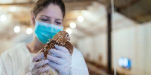 Gripe aviar H5N8: Rusia detecta primer caso en humanos y la OMS está preocupada