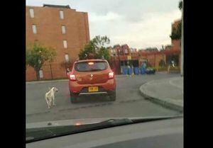 Video: Abandona a su perro en un parque de Bogotá mediante engaños y sale corriendo en su carro