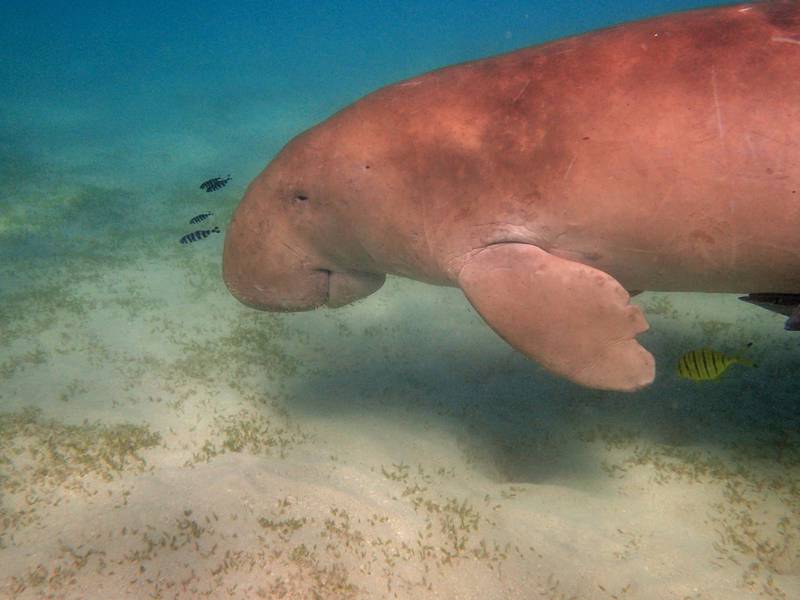 China confirmó que se extinguió el dugongo, mamímefero relacionado con las sirenas