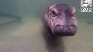 Bebé hipopótamo prematura recibe terápia acuática