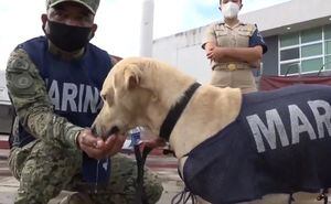 Perrito salvado en Tabasco por la Marina será entrenado para ser rescatista