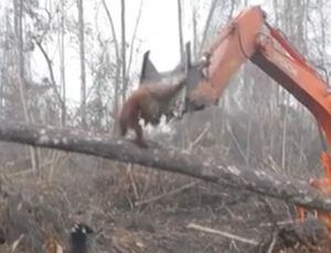 ¿En qué infierno hemos convertido el planeta?: dramática lucha de orangután contra excavadora para defender el árbol dónde vive