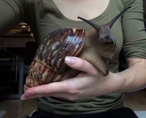 El caracol gigante con aspecto de conejo que tiene impactado a Twitter