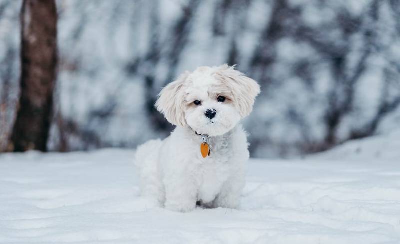 Los perros aman jugar con la nieve