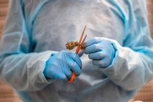 Uruguay proyecta exportar 50 toneladas de planta de cannabis