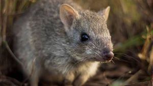 Australia: No solamente los koalas están a punto de desaparecer