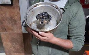 Bomberos rescata a perrito que quedó atrapado en molde de queque