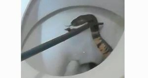 Menina vai fazer xixi e encontra cobra venenosa no vaso sanitário