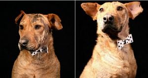 Conozca la historia de Serafín, el perro que nadie ha querido adoptar en Bogotá