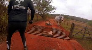 Video: Ciclistas son atacados por una furiosa vaca y viven para contarlo