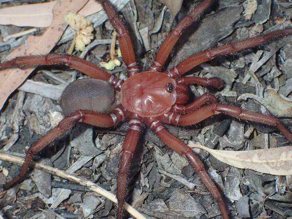Conoce a la araña trampilla gigante descubierta en Australia