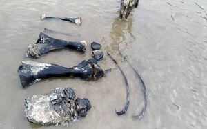 Hallan huesos y tejidos de mamut bien conservados en un lago del ártico ruso