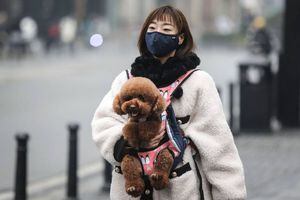 Afirman que China ordenó deshacerse de las mascotas por el coronavirus: registros muestran a personas tirándolas por los balcones