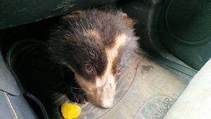 Oso de anteojos, de 4 meses de edad, fue rescatado en Sucumbíos